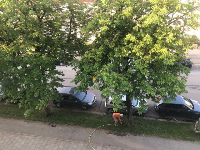 Gartenbau Muenchen: Kastanien giessen, sie tuns ned