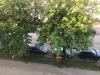 Gartenbau Muenchen: Kastanien giessen, sie tuns ned