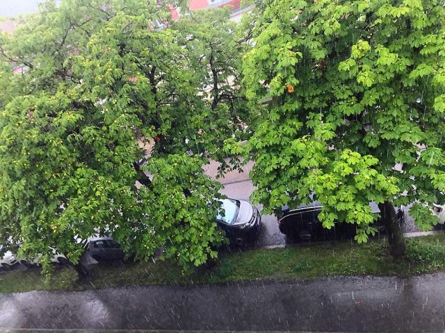 gruene Kastanien Mykorrhiza Pilze helfen Johann Clanze 84