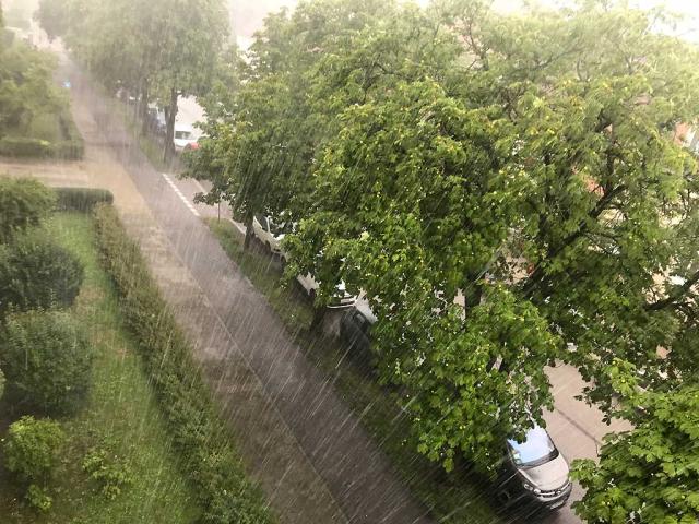 Sommerregen Mykorrhiza Pilze helfen Kastanien in Sendling Johann Clanze