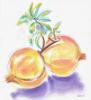 Roma Granatapfel