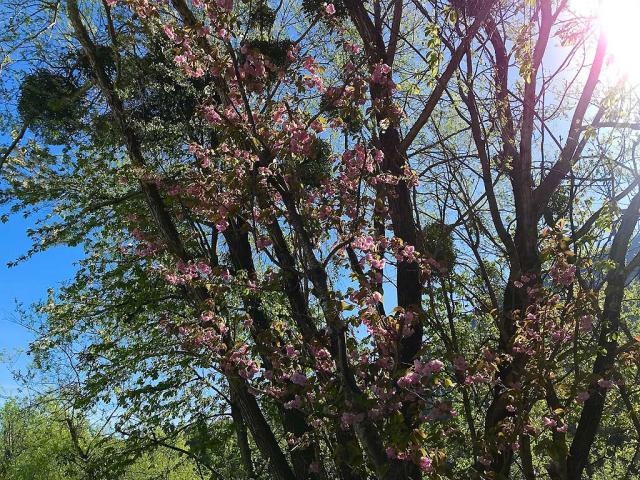 Loisach Kirschblueten