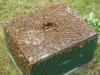 Bee hive