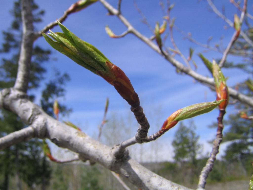 Spring