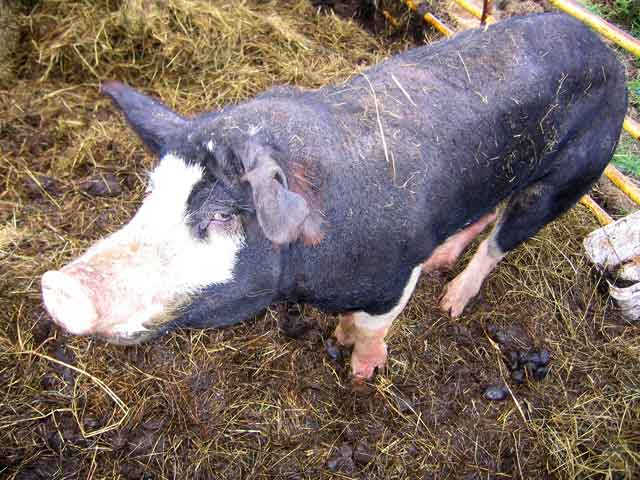 Hog
