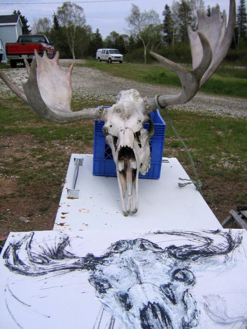 Moose skull